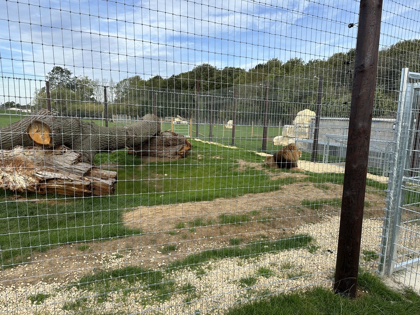Lion Enclosure at Johnsons of Old Hurst (October 2023)