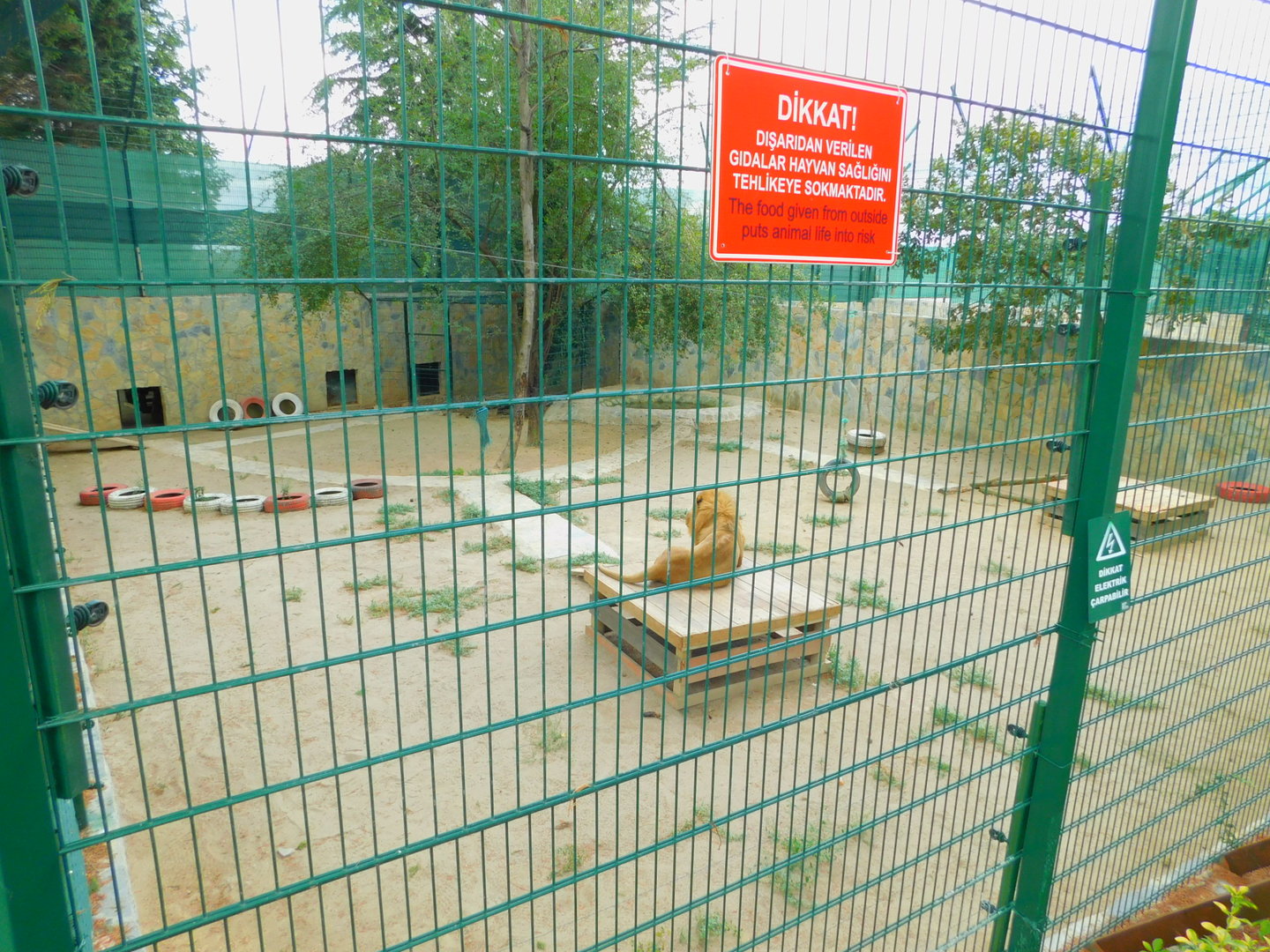 Lion Enclosure at Park of Istanbul