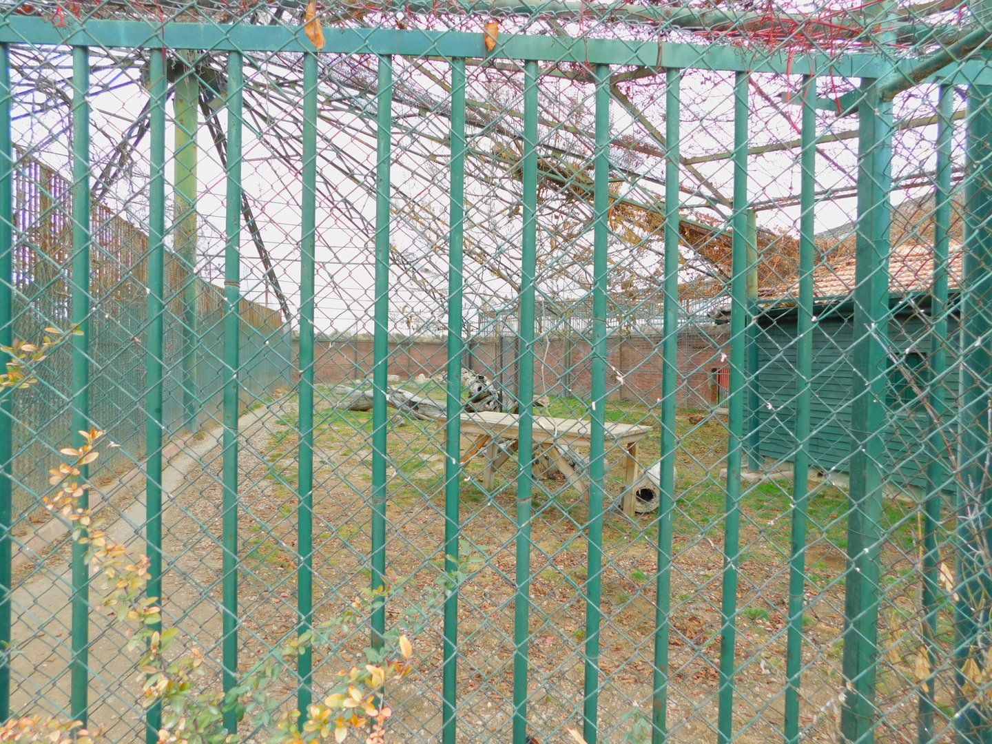 Lion Enclosure at the Karatay Zoo
