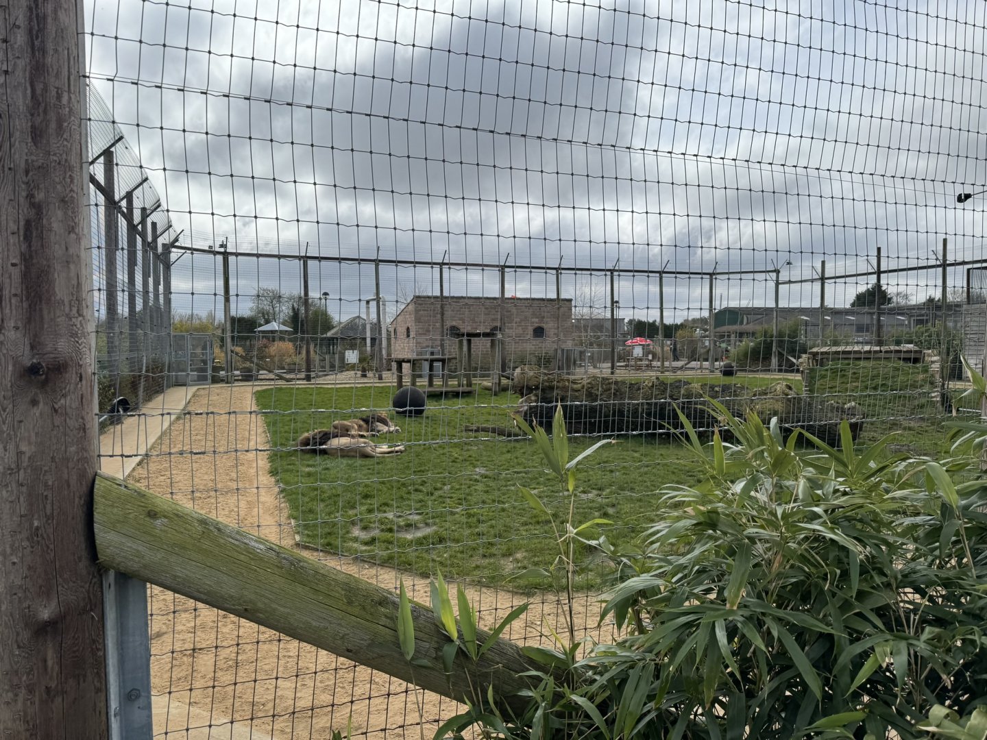 Lion Enclosure at Wolds Wildlife Park (March 2024)