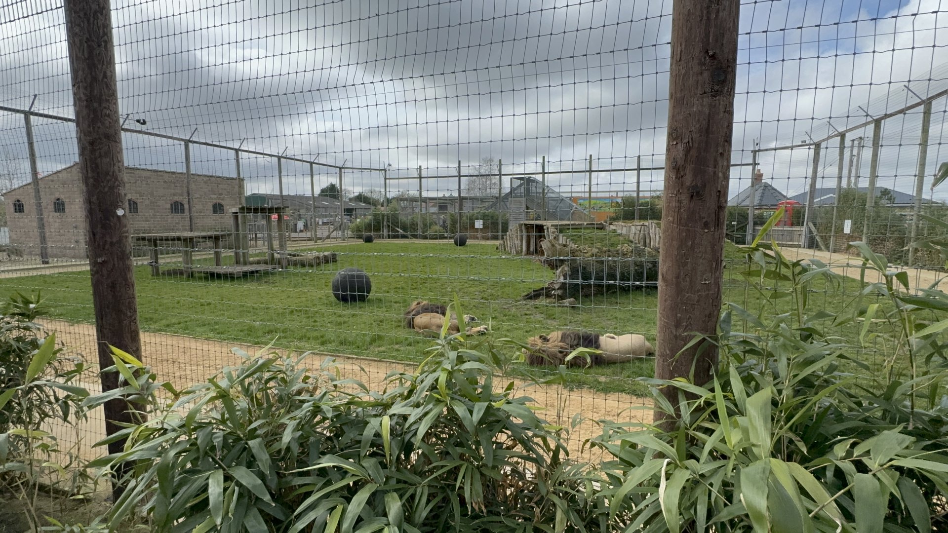 Lion Enclosure at Wolds Wildlife Park (March 2024)