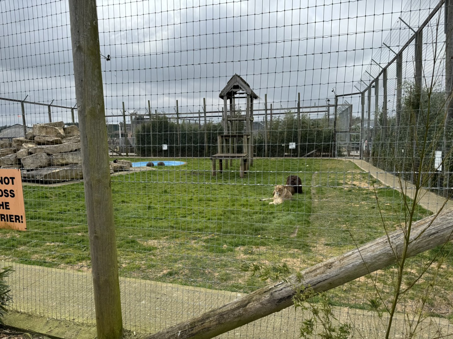 Lion Enclosure at Wolds Wildlife Park (March 2024)