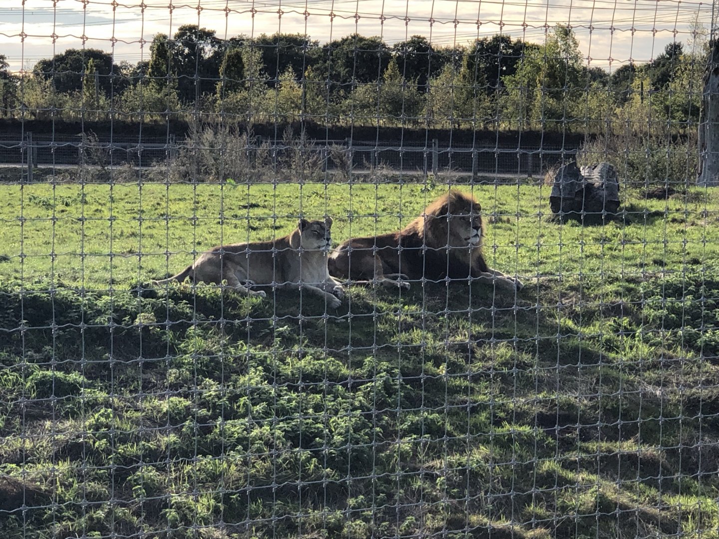 Lion Enclosure at Yorkshire Wildlife Park (October 2021)