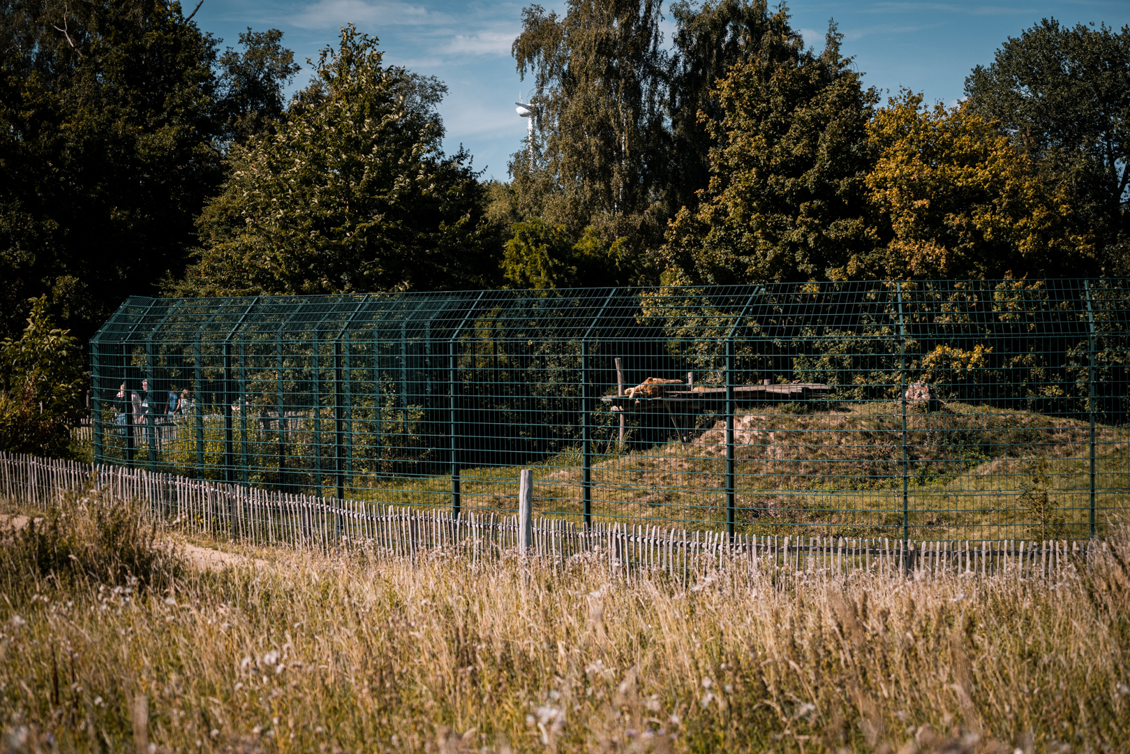 Lion enclosure back area