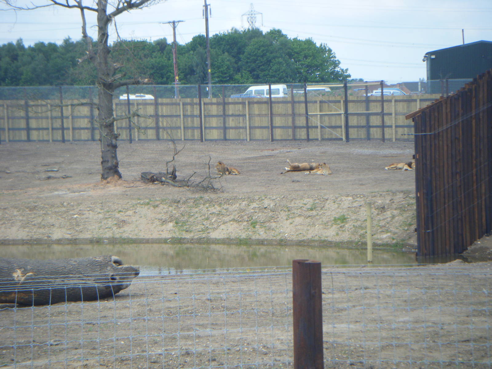 Lion Enclosure (Cezar's Pride)