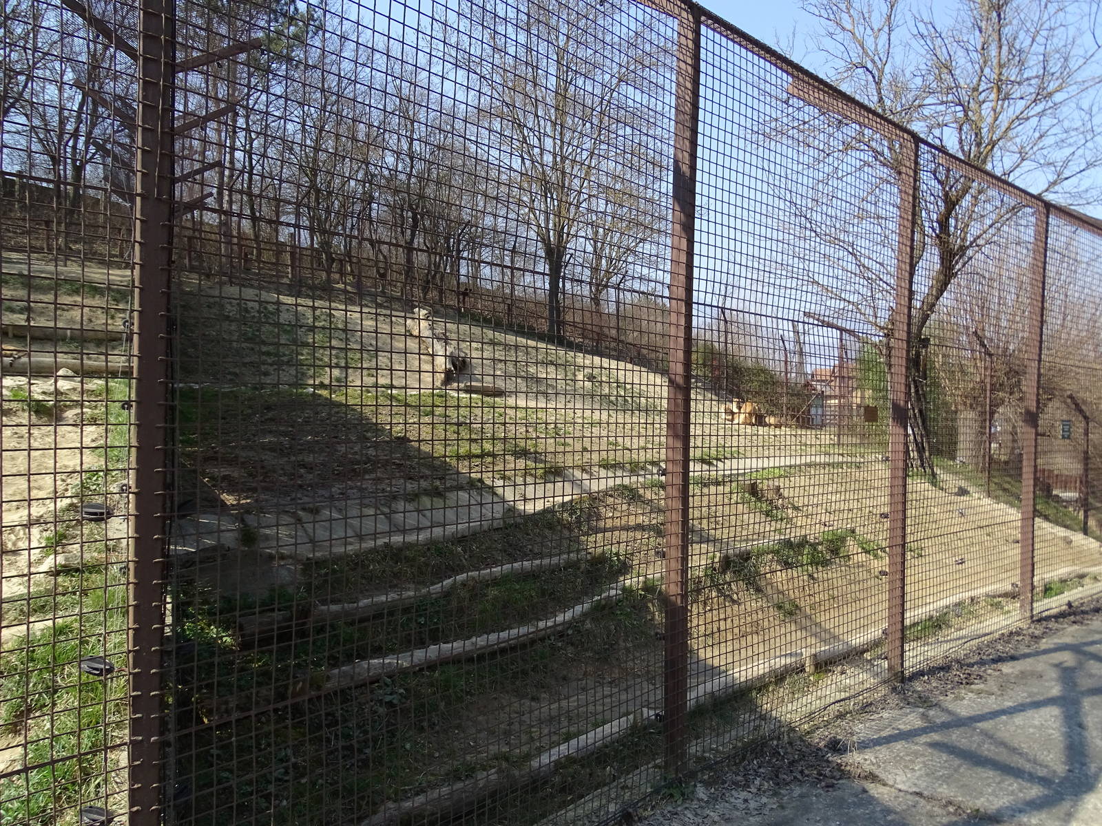 Lion enclosure from below