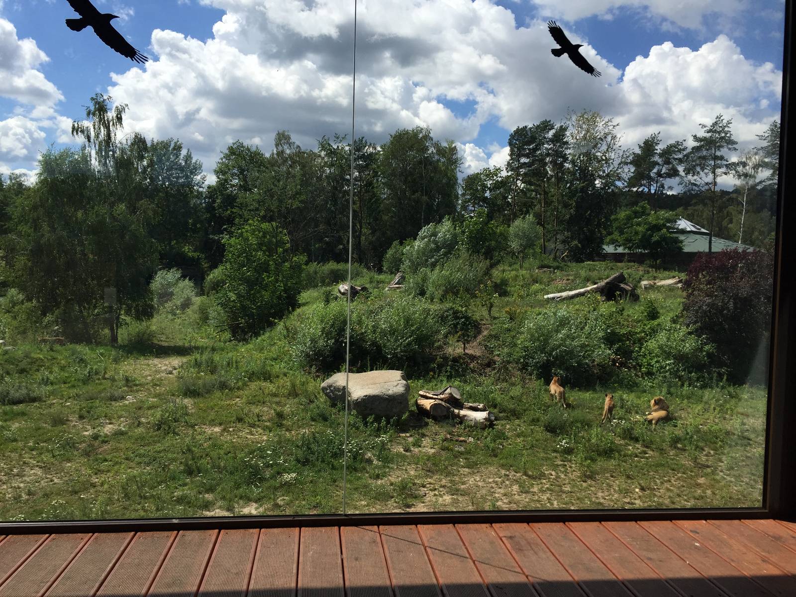 Lion enclosure from the viewing pointZoo Gdansk 20.07.16.