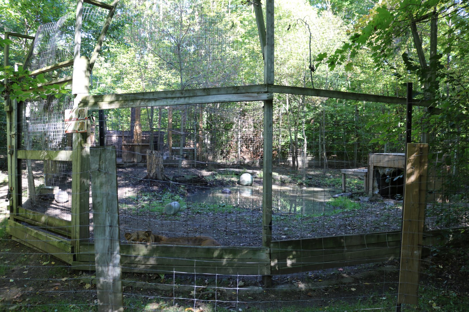 Lion Enclosure (full view)