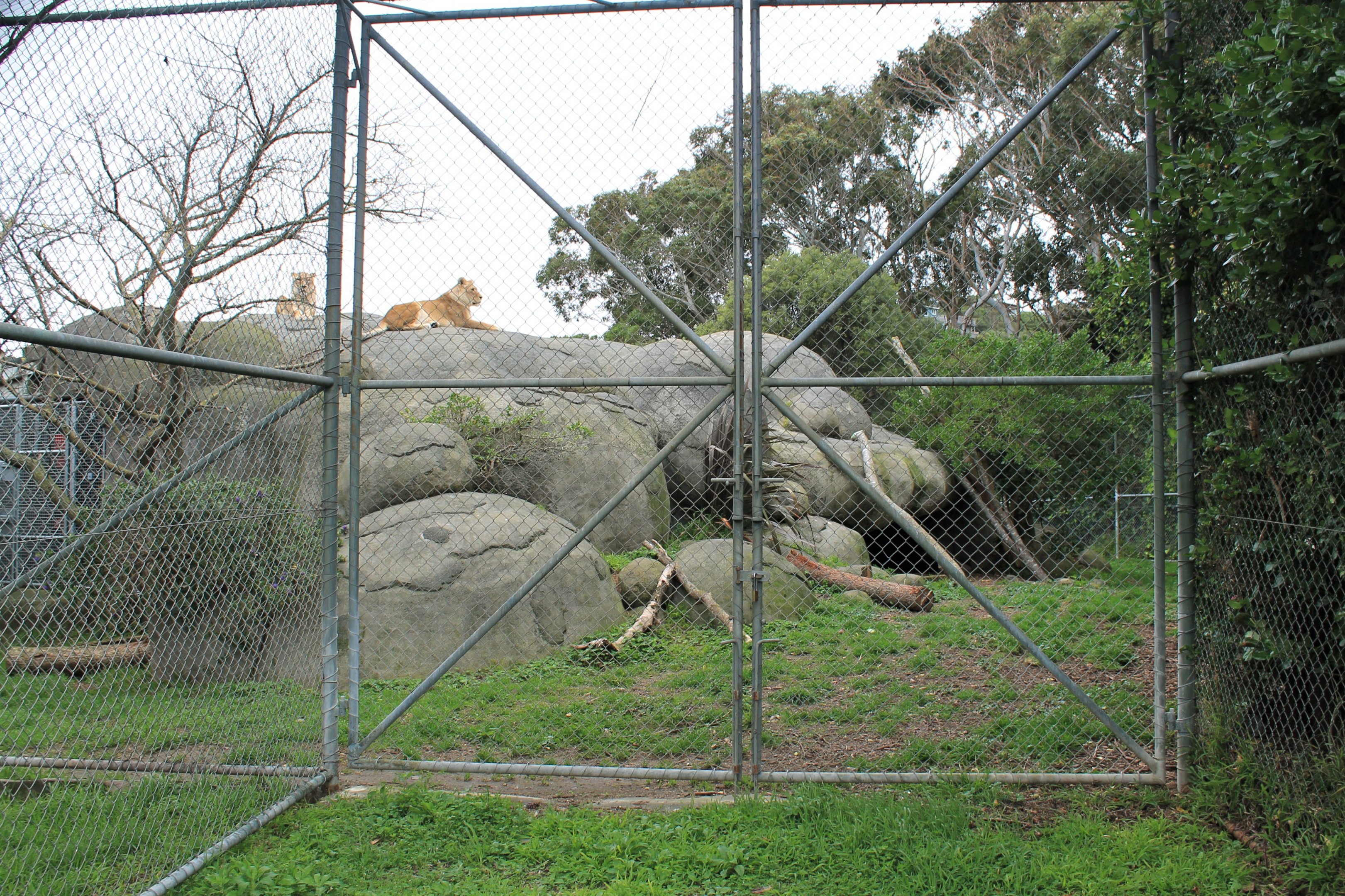 lion enclosure (ground level from side)