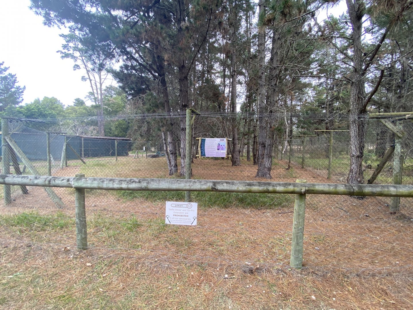 Lion enclosure holding area