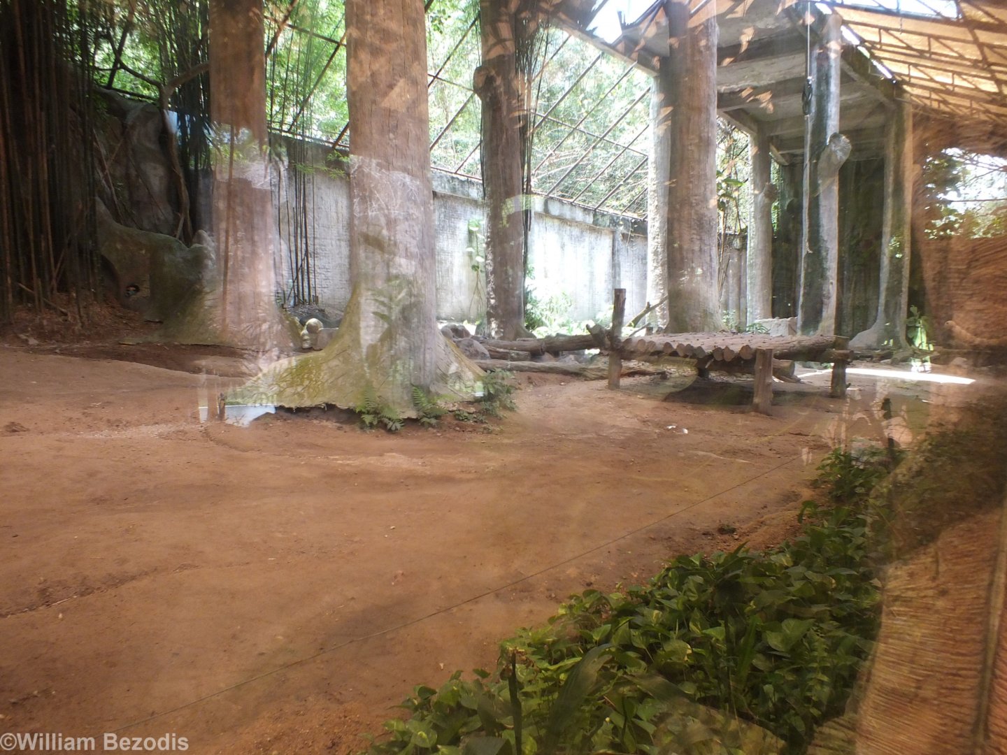 Lion Enclosure in the Cats Complex