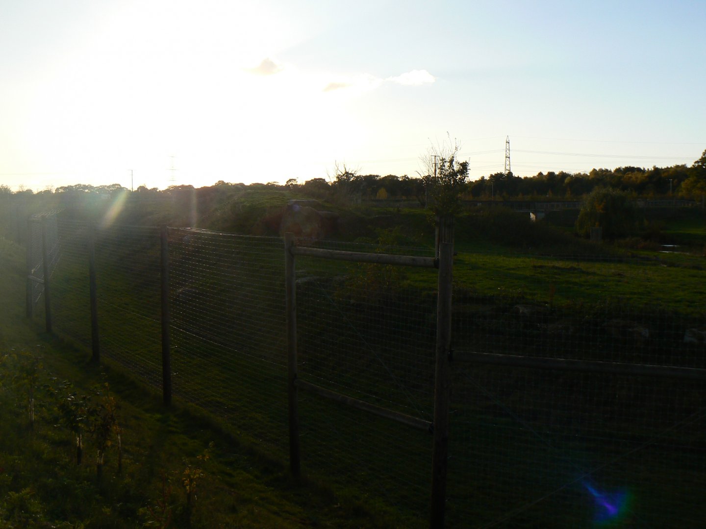 Lion Enclosure in the Sun - 1 November 2018