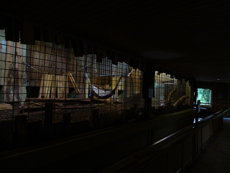 Lion enclosure, indoors (Carnivore House)