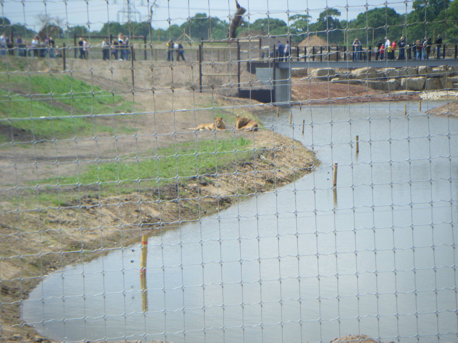 Lion Enclosure (Johnny Senior's pride)