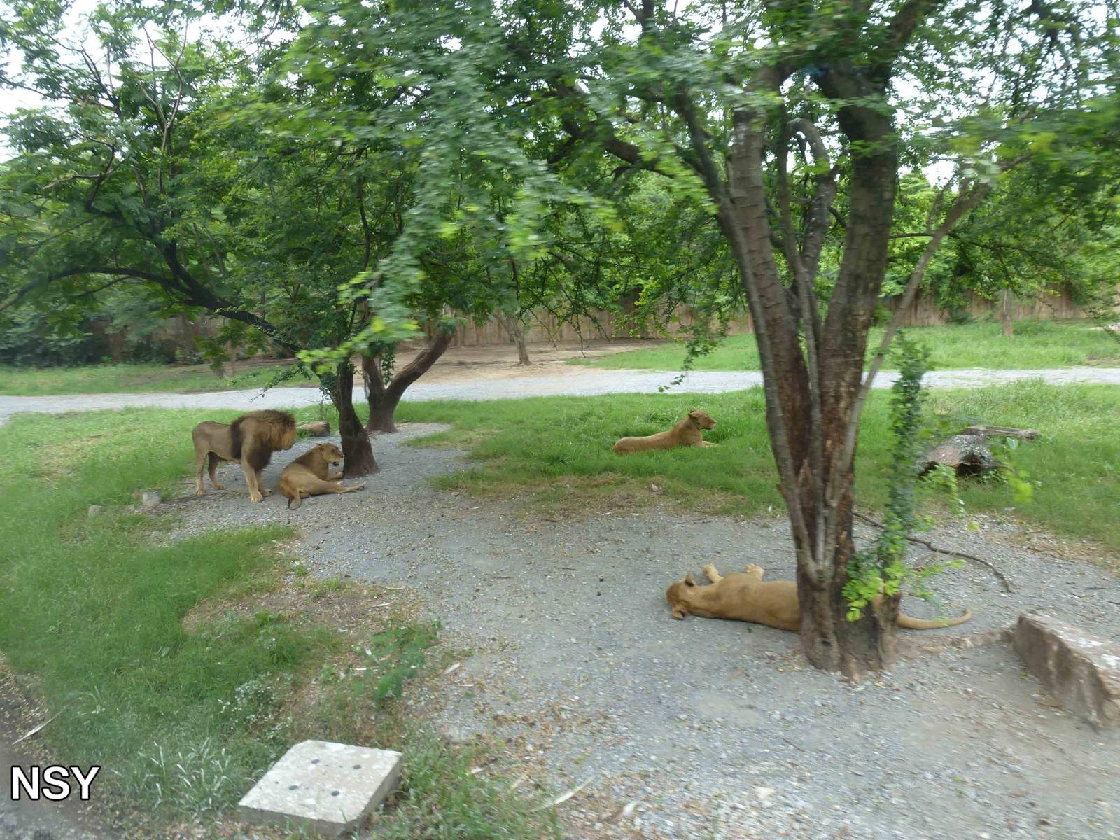 Lion enclosure, June 2013.