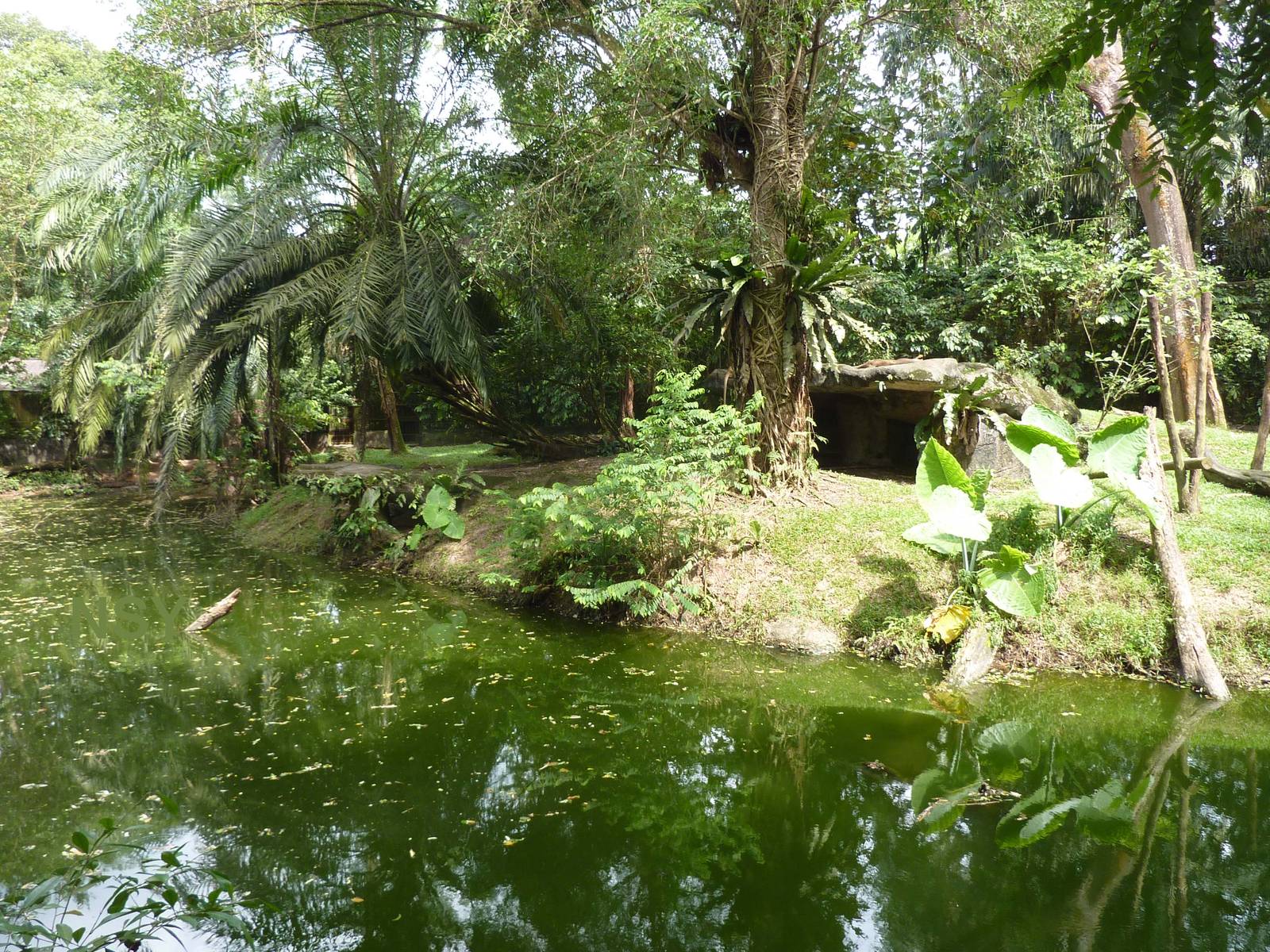 Lion enclosure, May 2013