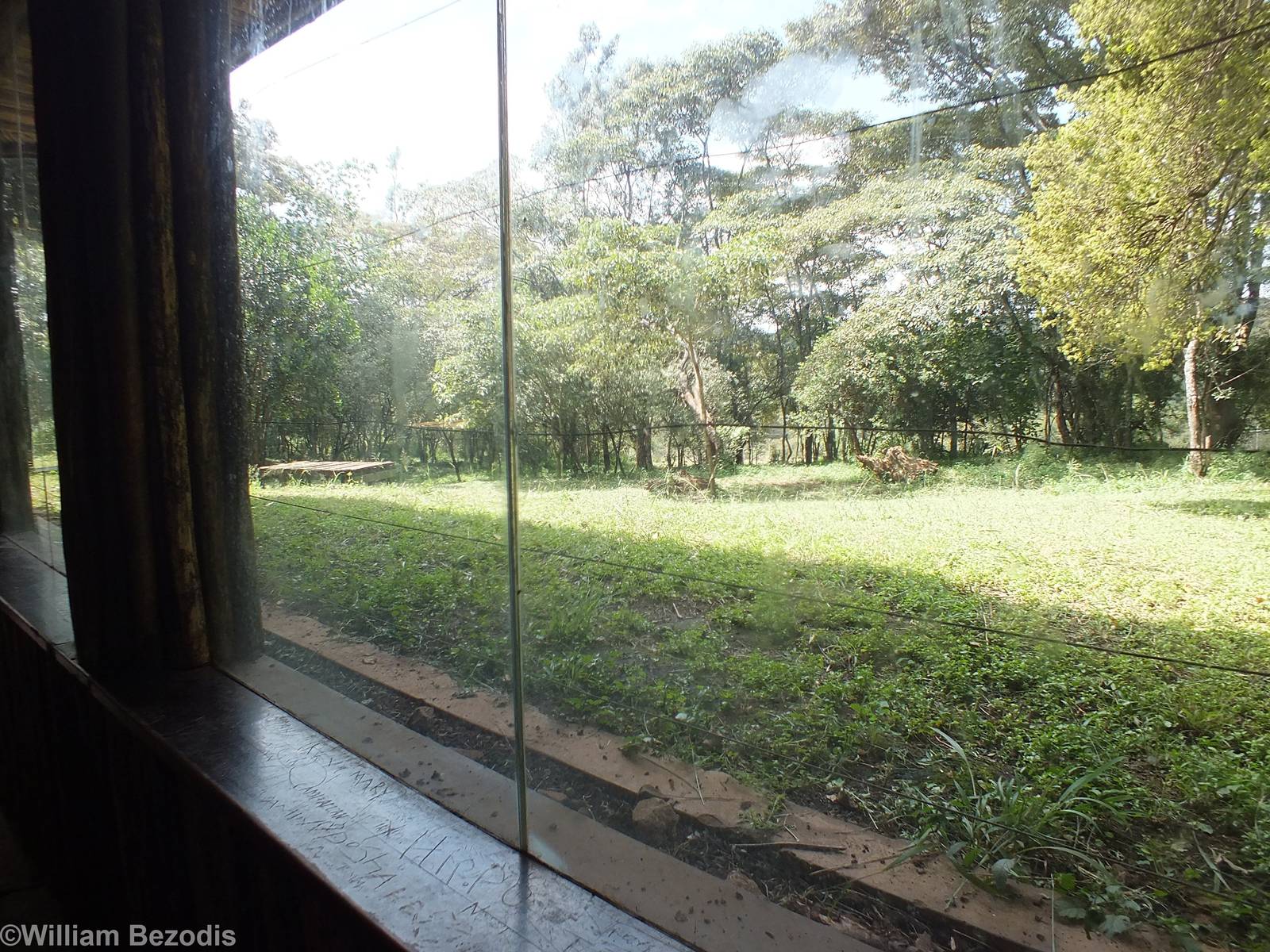 Lion Enclosure - Nairobi Safari Walk
