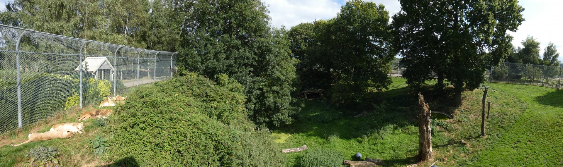 Lion enclosure panorama