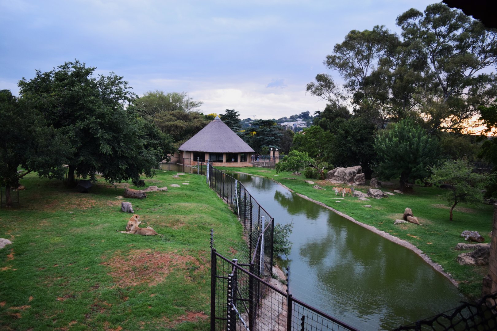 Lion Enclosure (Panthera leo)