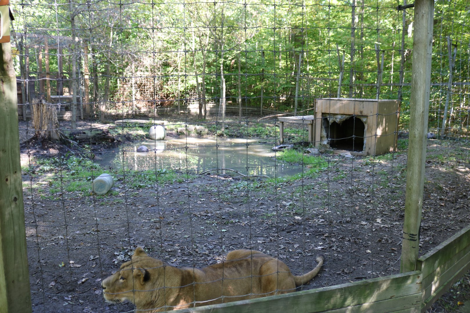 Lion Enclosure (right side)
