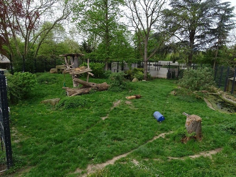 Lion enclosure, seen from elevated observation deck