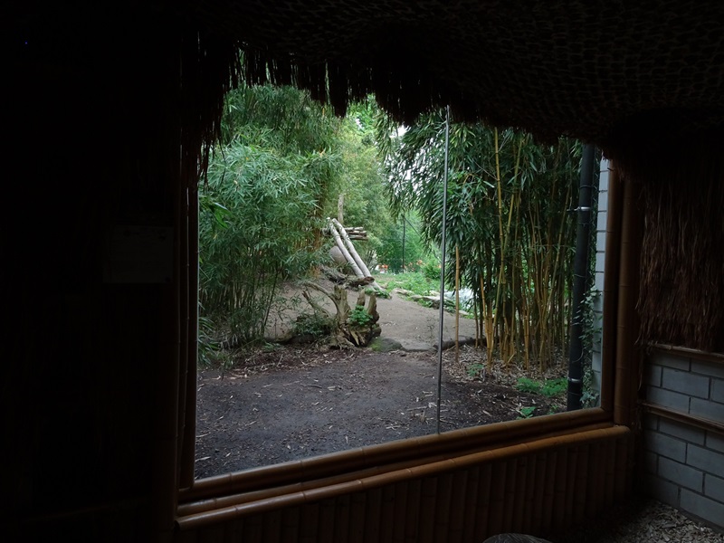 Lion enclosure, seen from inside the Carnivore House