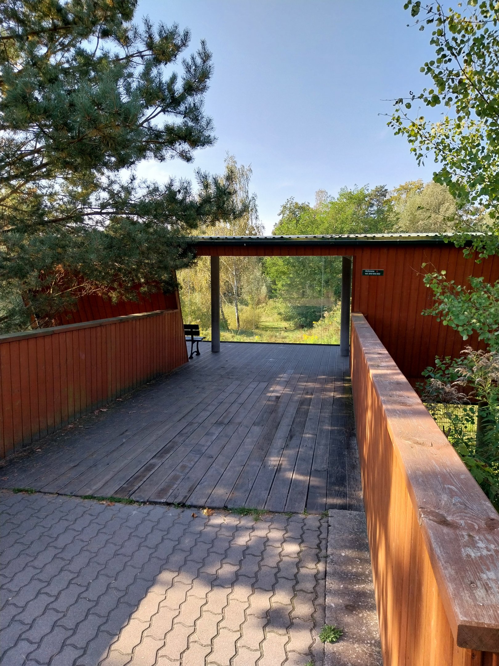 Lion enclosure - Southwest African Lion (Panthera leo bleyenberghi) - Viewing point