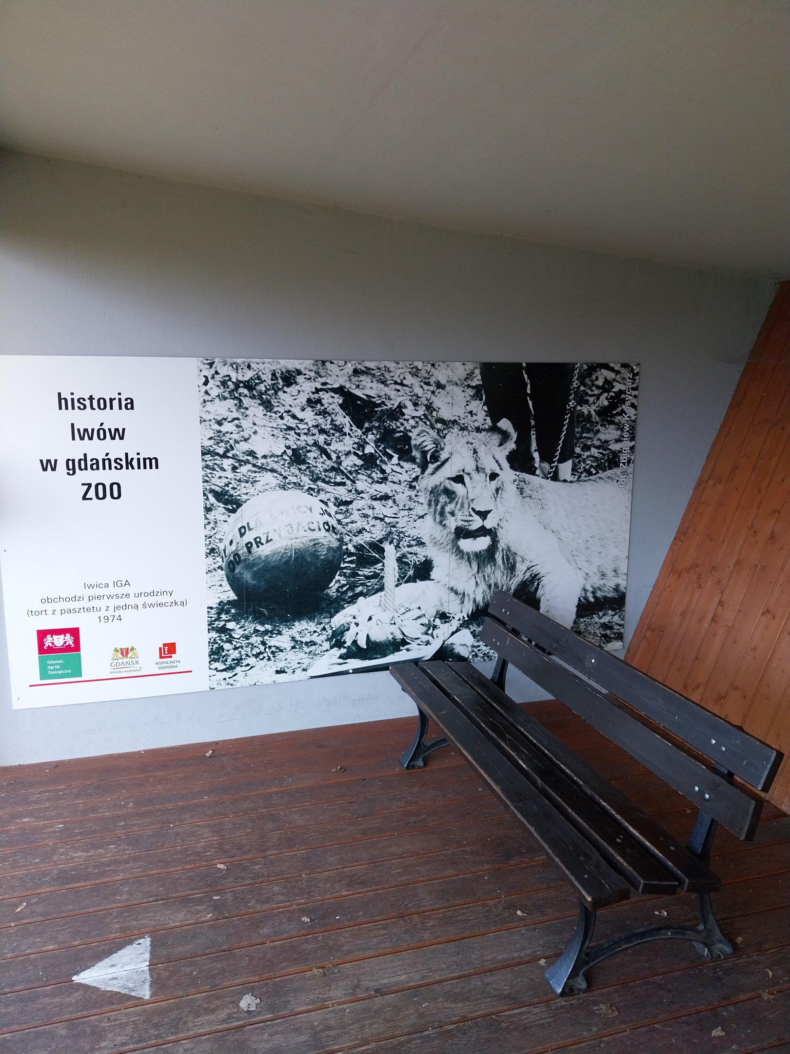 Lion enclosure - Southwest African Lion (Panthera leo bleyenberghi) - Viewing point