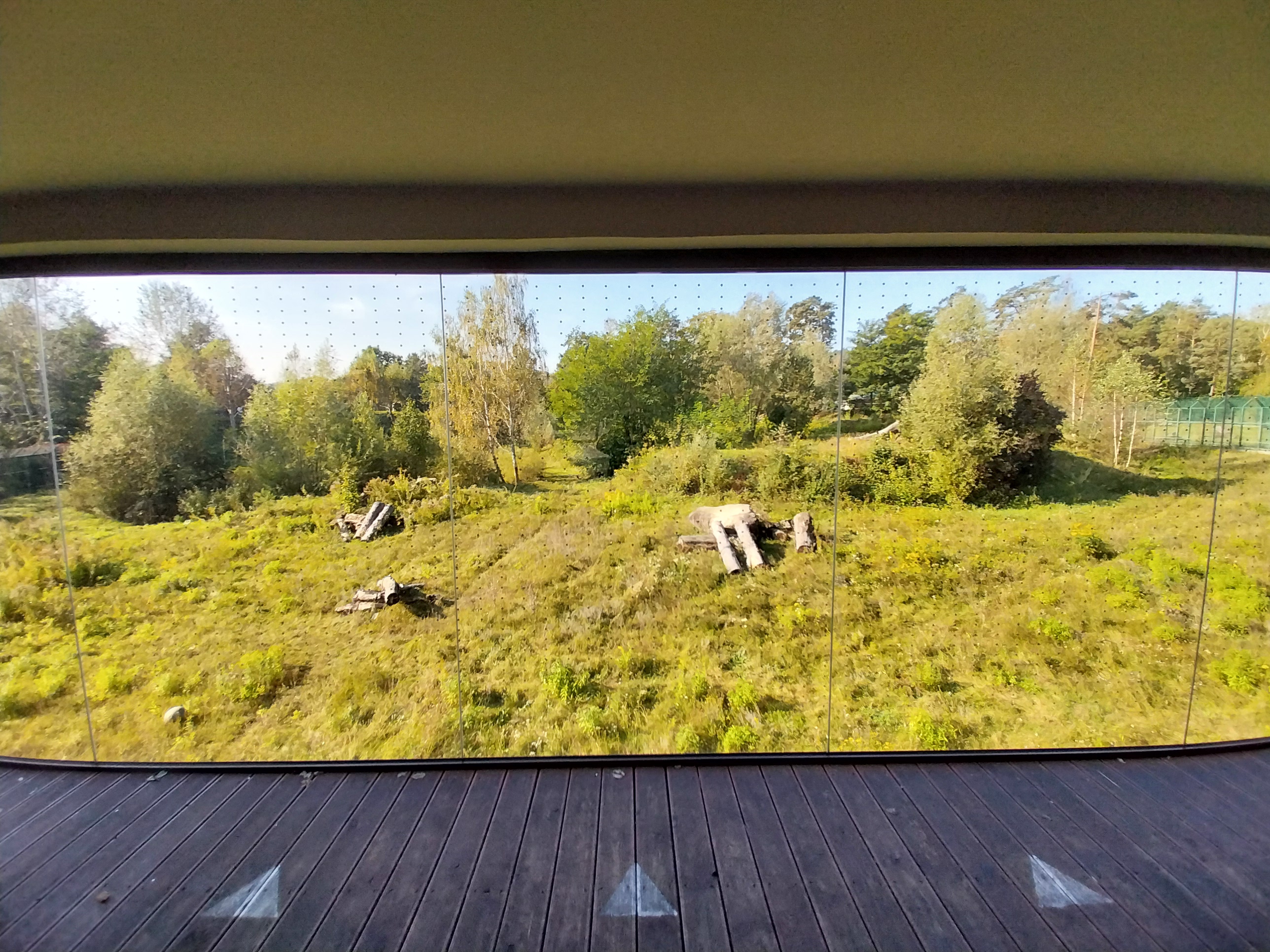 Lion enclosure - Southwest African Lion (Panthera leo bleyenberghi) - Viewing point