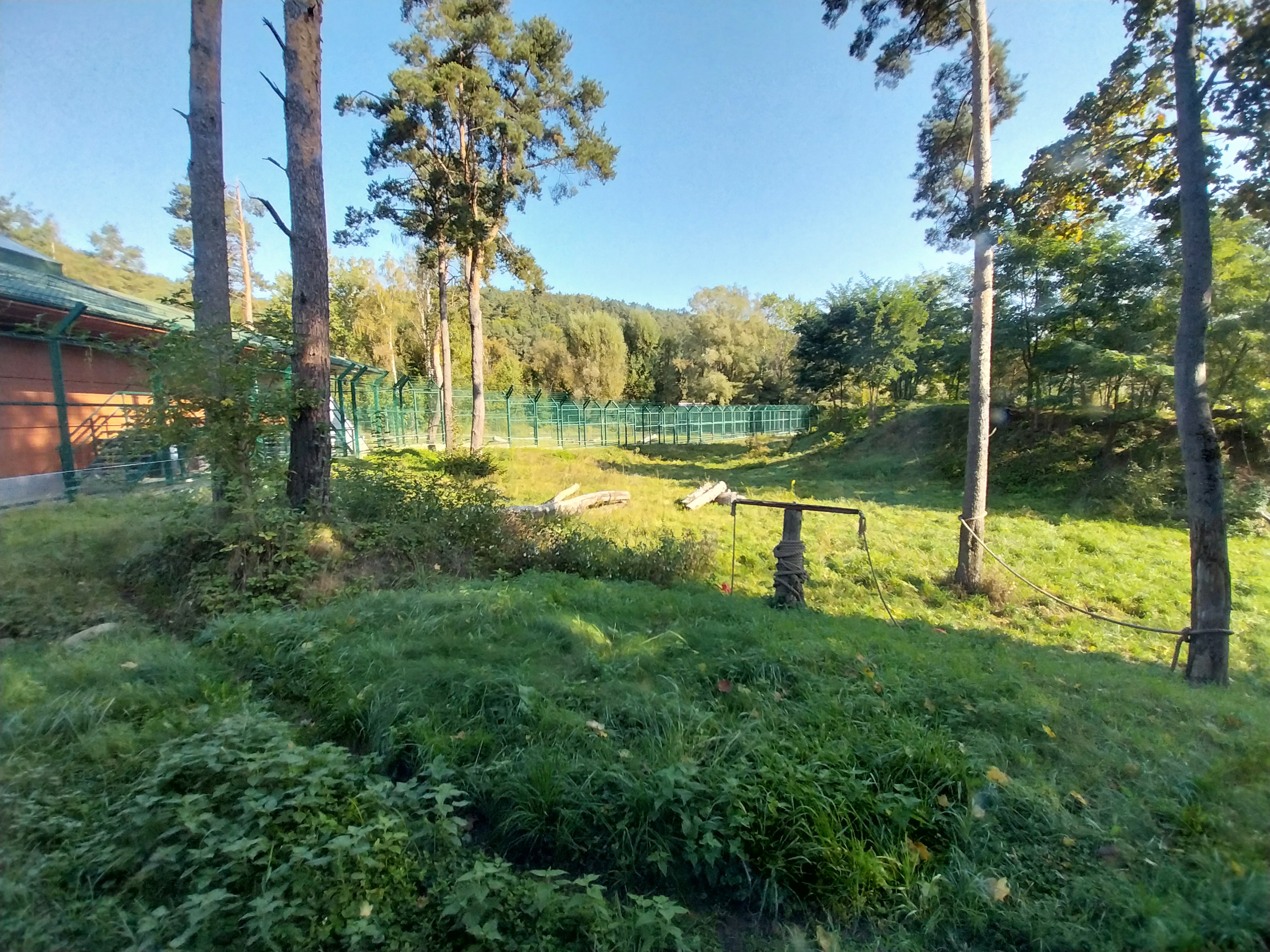 Lion enclosure - Southwest African Lion (Panthera leo bleyenberghi)