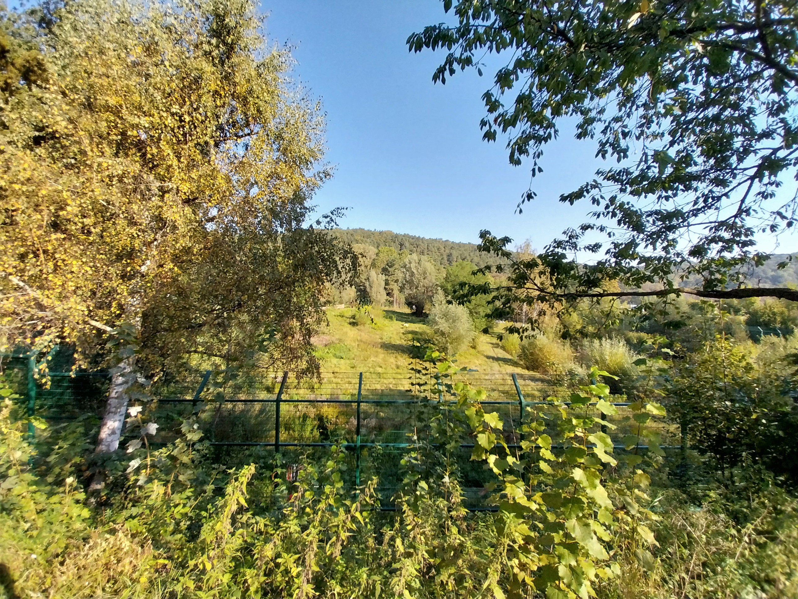 Lion enclosure - Southwest African Lion (Panthera leo bleyenberghi)