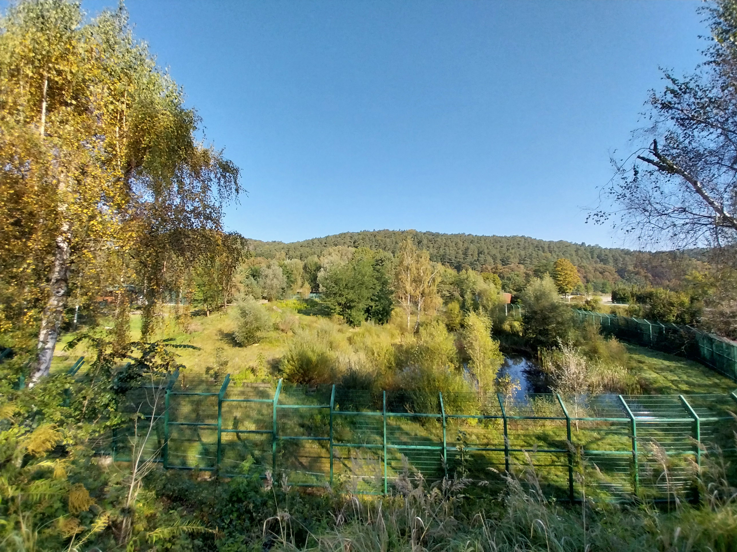 Lion enclosure - Southwest African Lion (Panthera leo bleyenberghi)