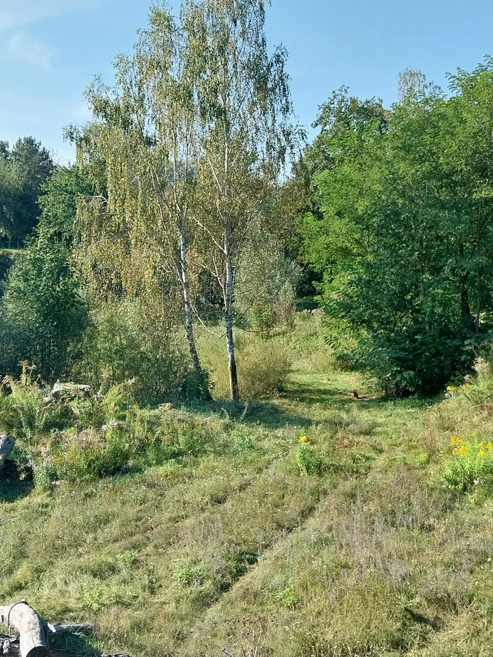 Lion enclosure - Southwest African Lion (Panthera leo bleyenberghi)