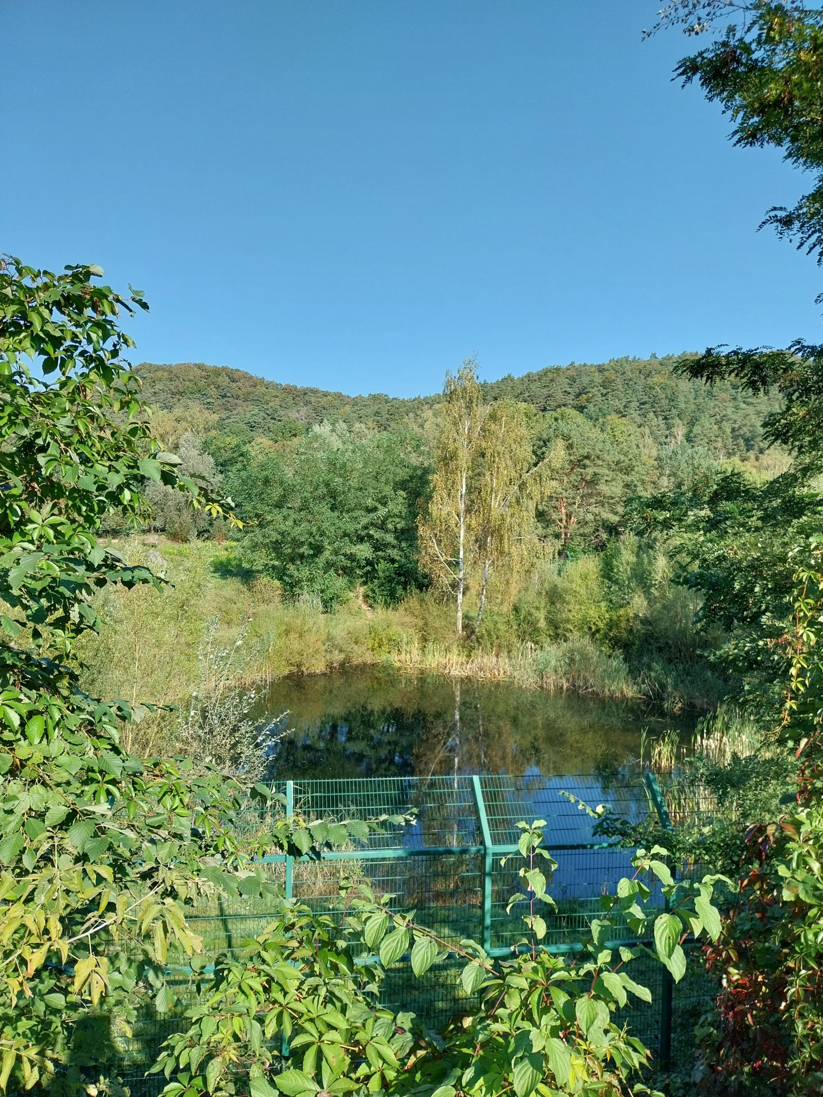 Lion enclosure - Southwest African Lion (Panthera leo bleyenberghi)