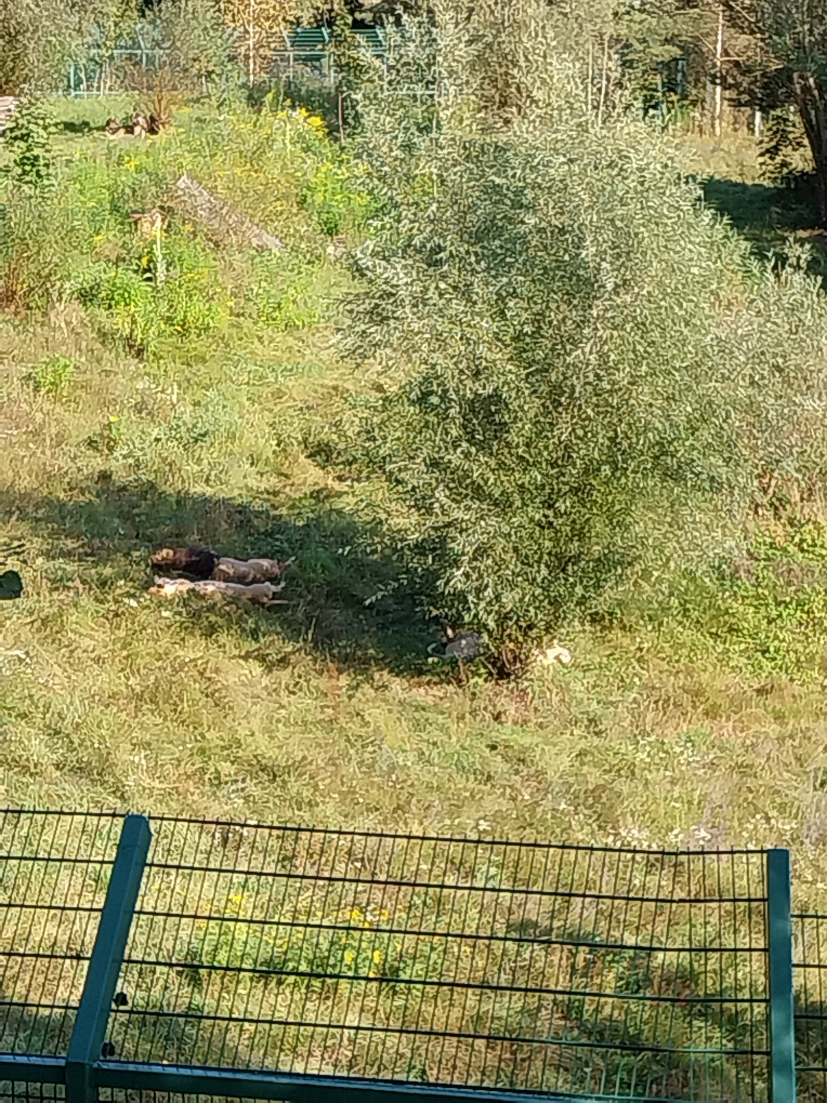 Lion enclosure - Southwest African Lion (Panthera leo bleyenberghi)