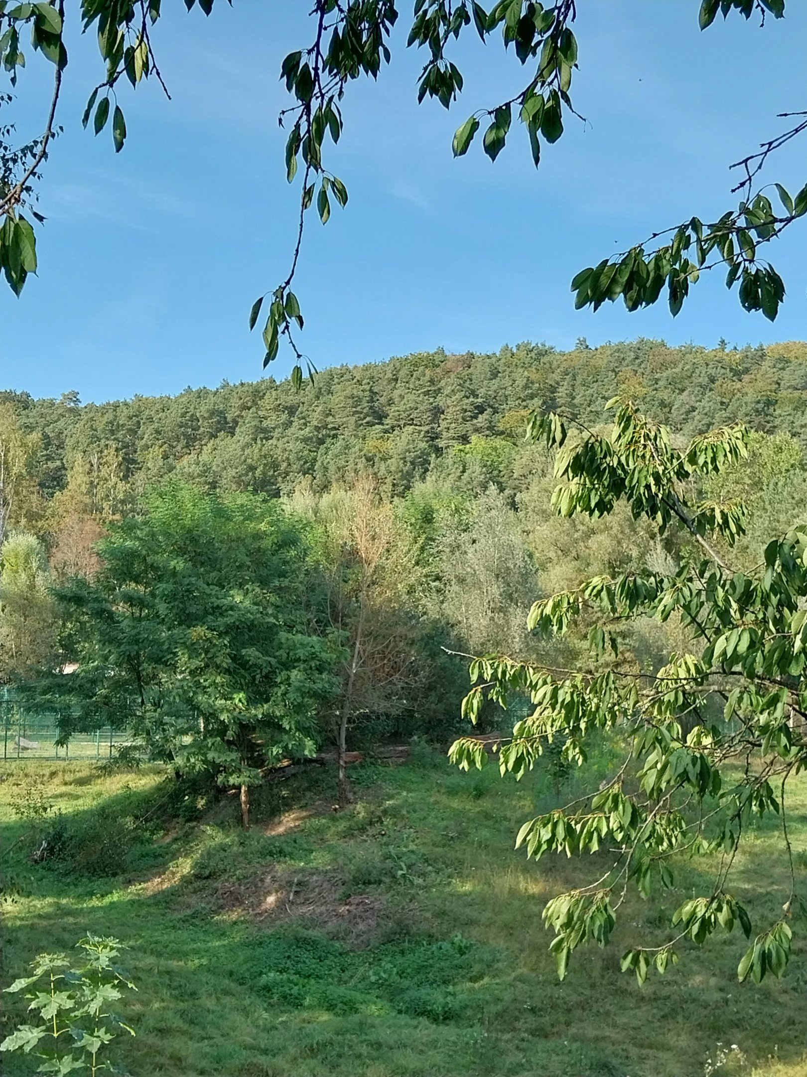 Lion enclosure - Southwest African Lion (Panthera leo bleyenberghi)