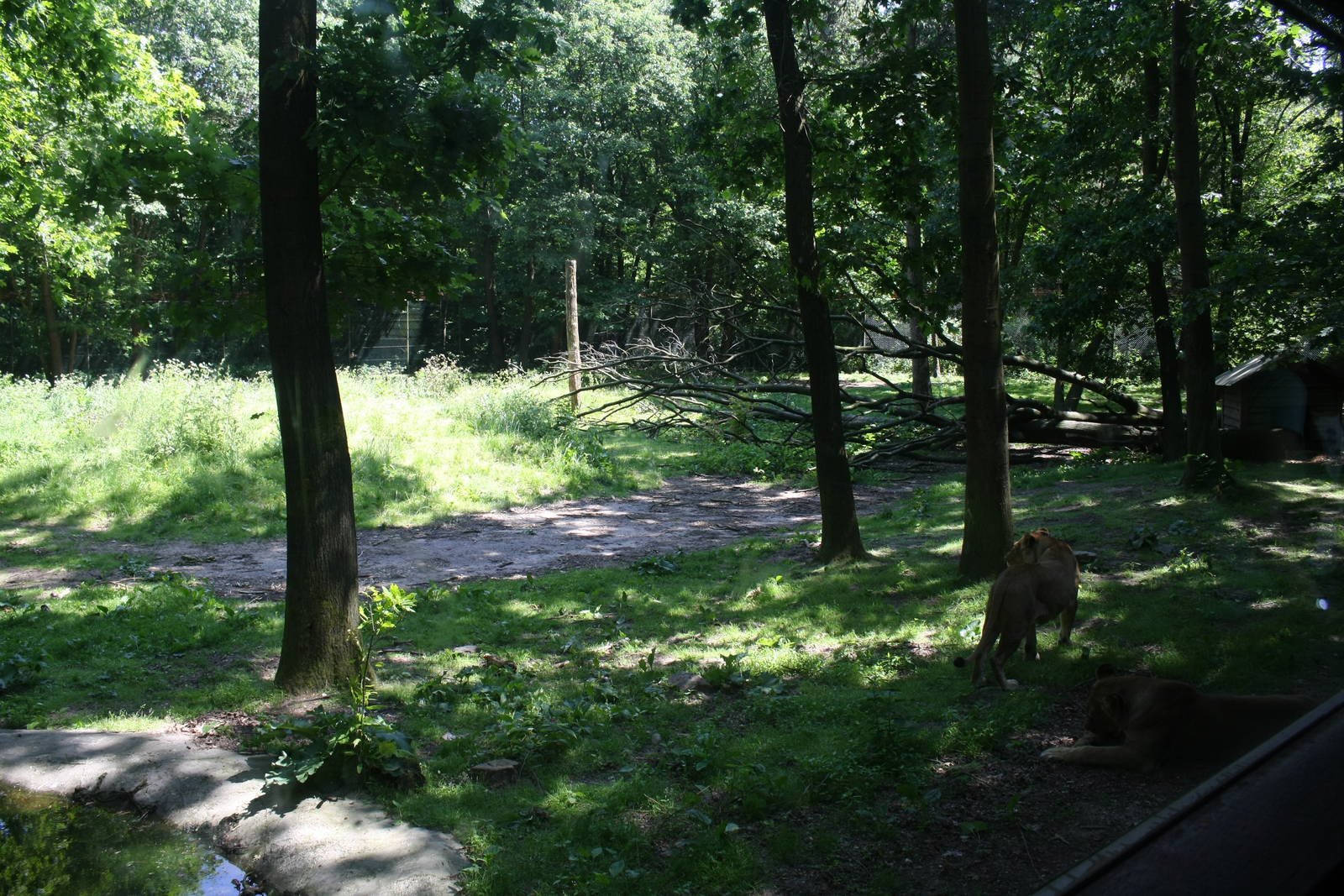 Lion Enclosure (The Safari)