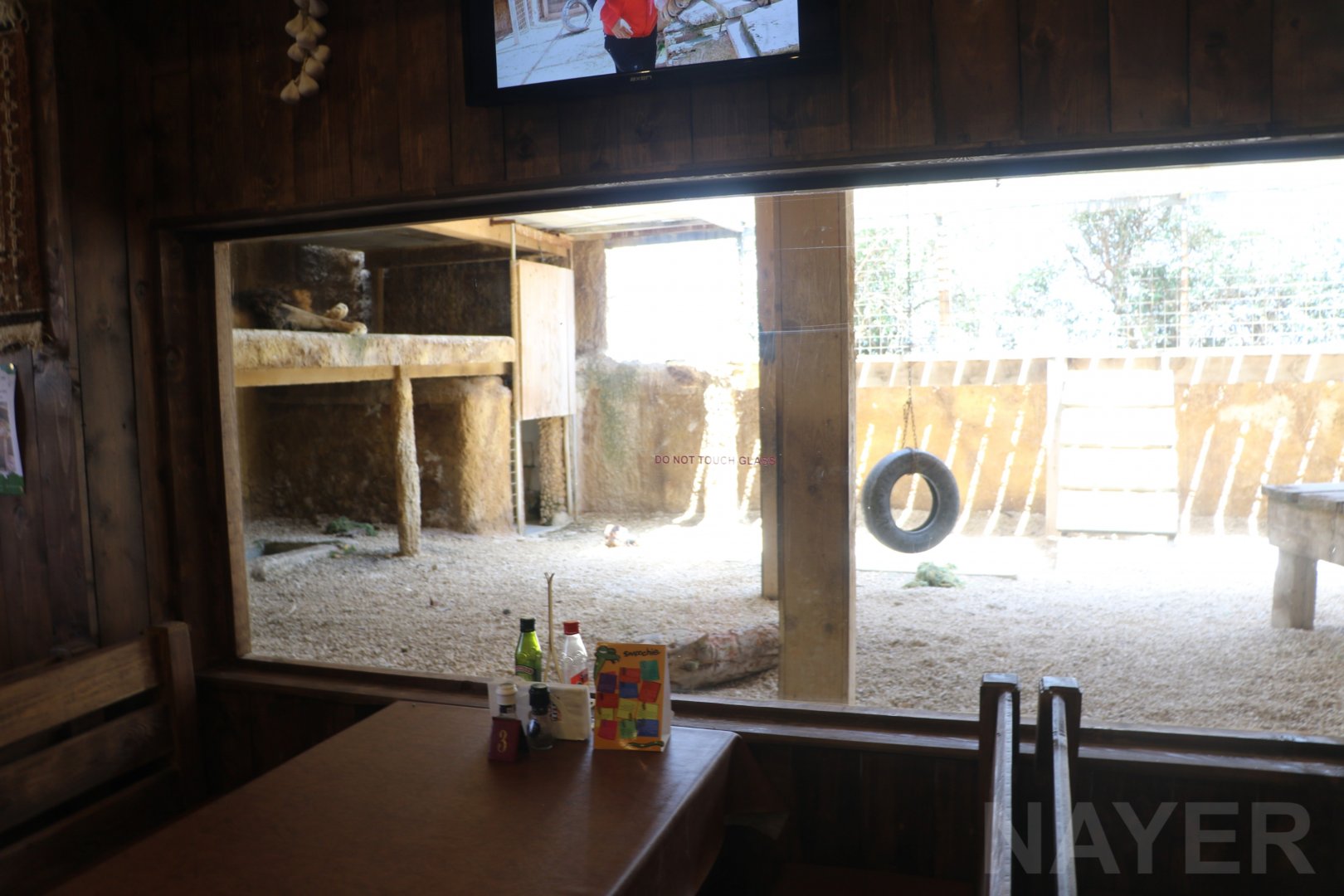 Lion enclosure: view from inside restaurant - Wildlife Park Malta, June 2019