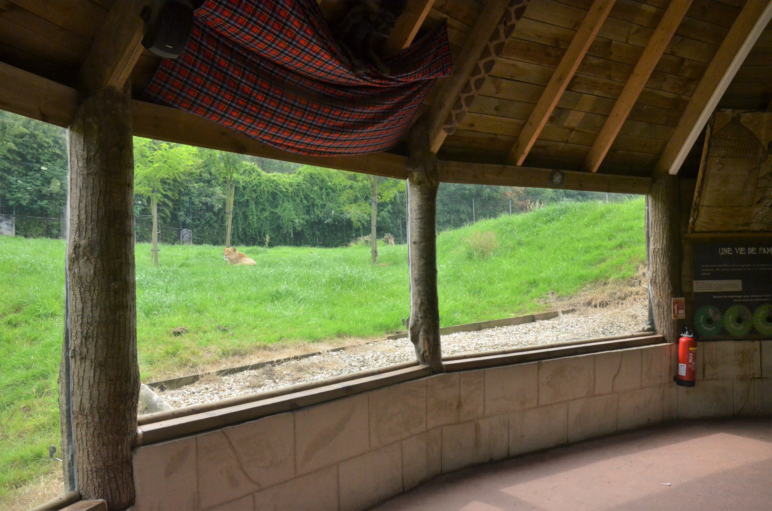 Lion Enclosure Viewing at CERZA, 10/06/18