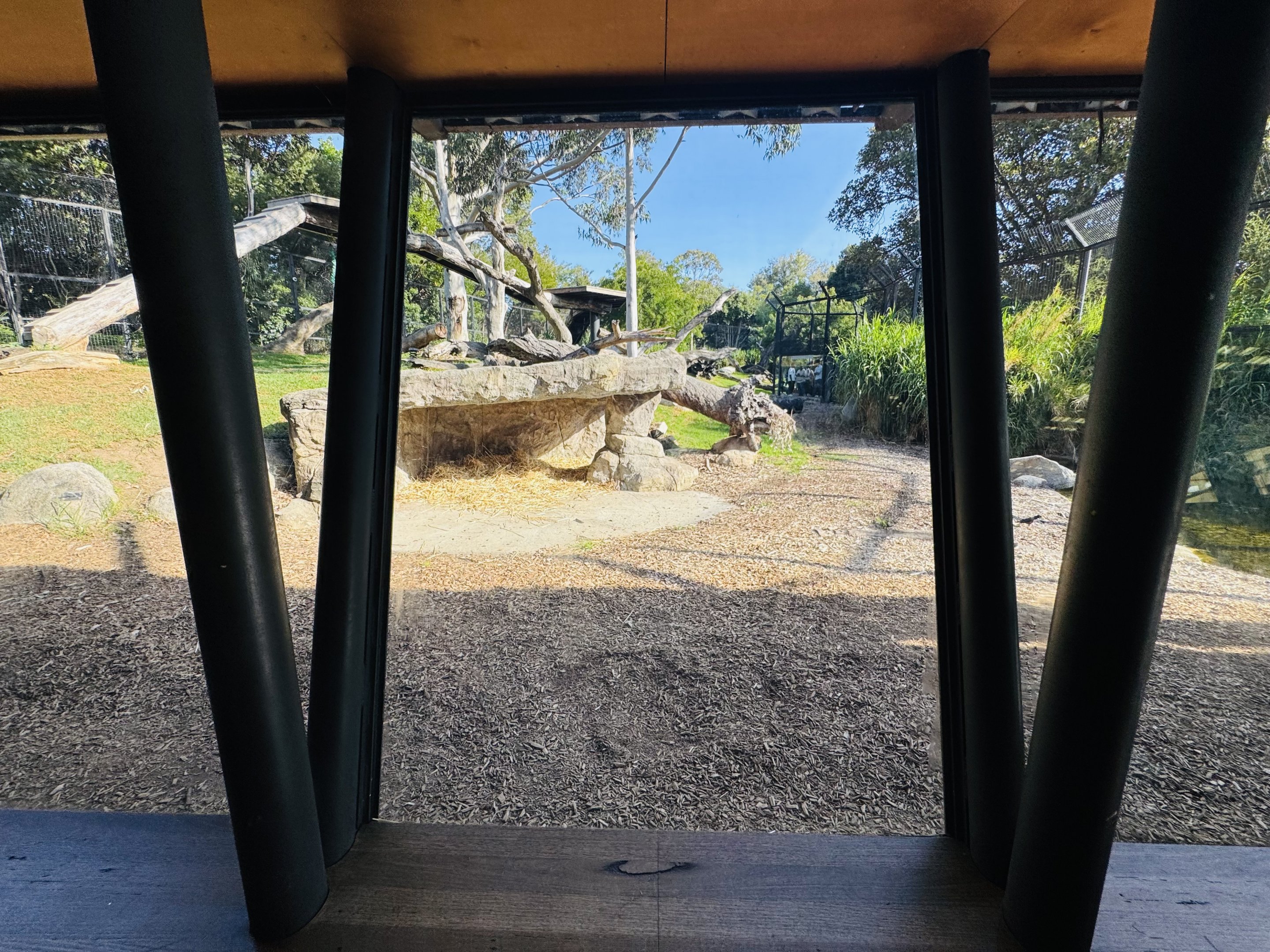 Lion enclosure - viewing glass
