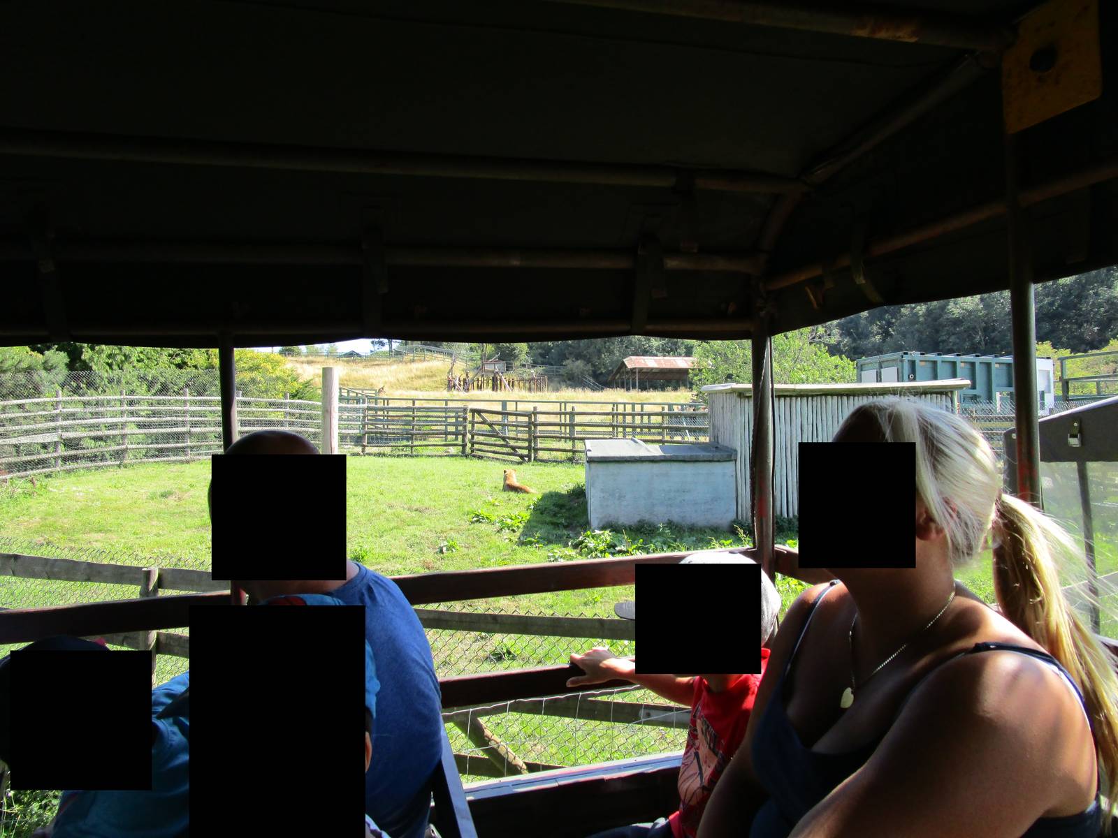 Lion Enclosure - with impaired lioness
