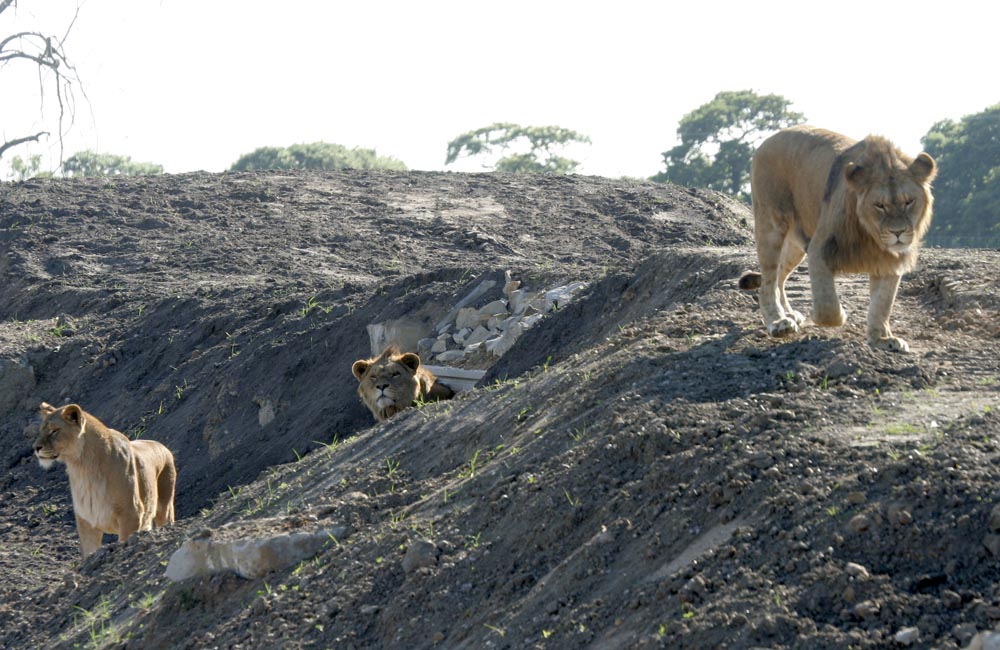 Lion enclosure - with lions!