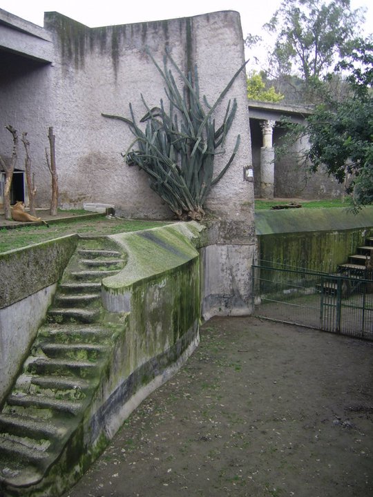 Lion Enclosure Zoo di Napoli