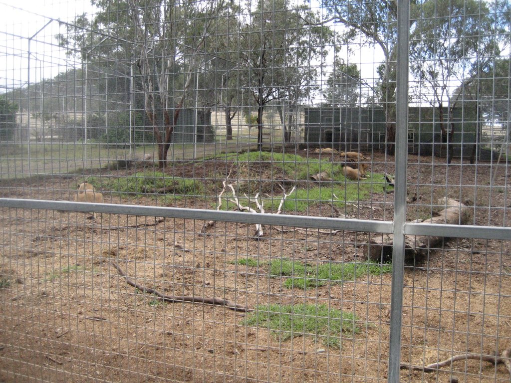 Lion enclosure