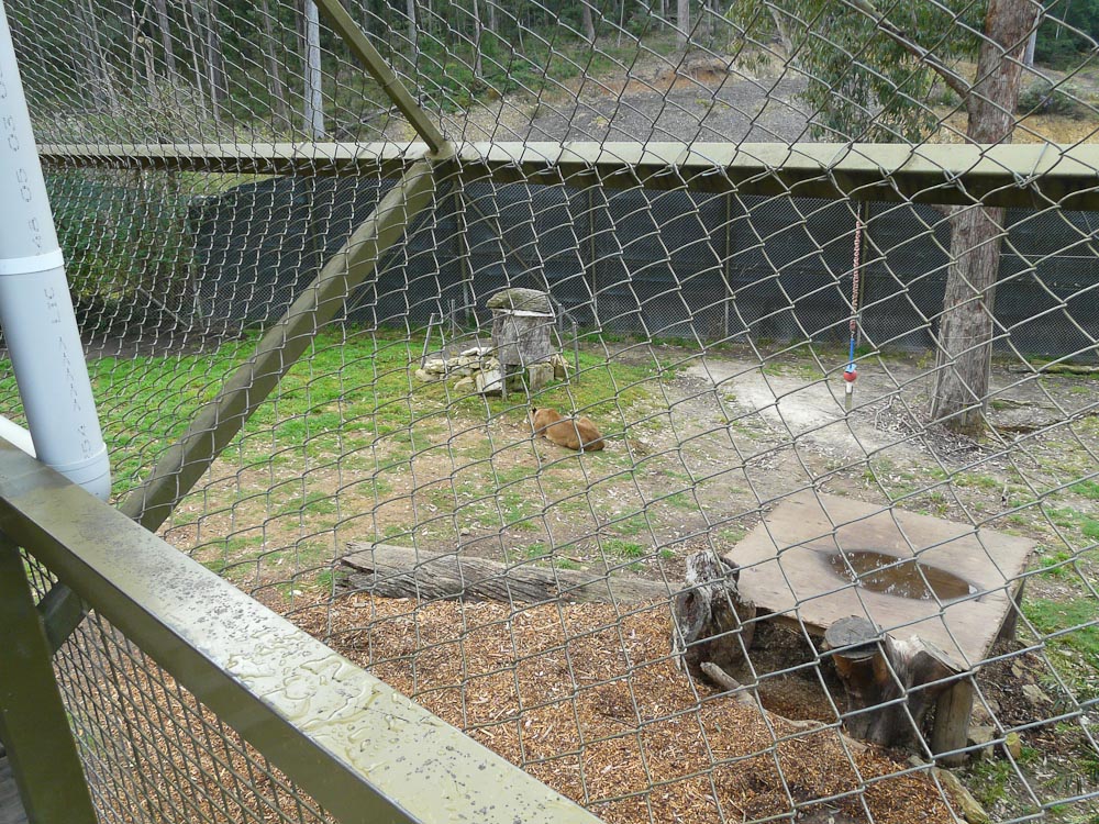 Lion enclosure