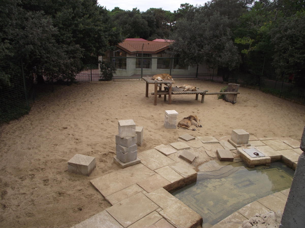 Lion Enclosure