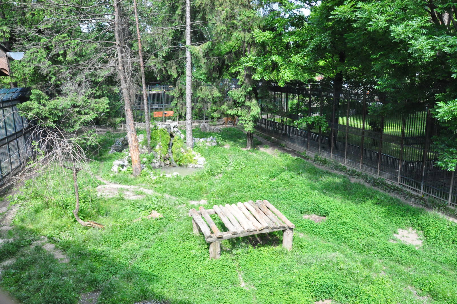 Lion enclosure