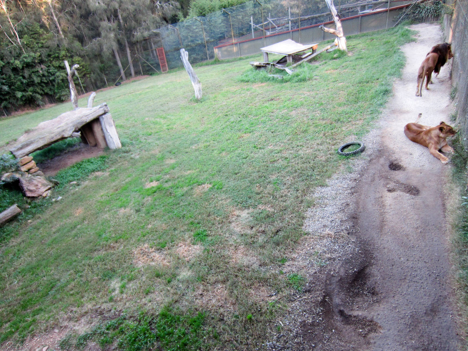Lion Enclosure