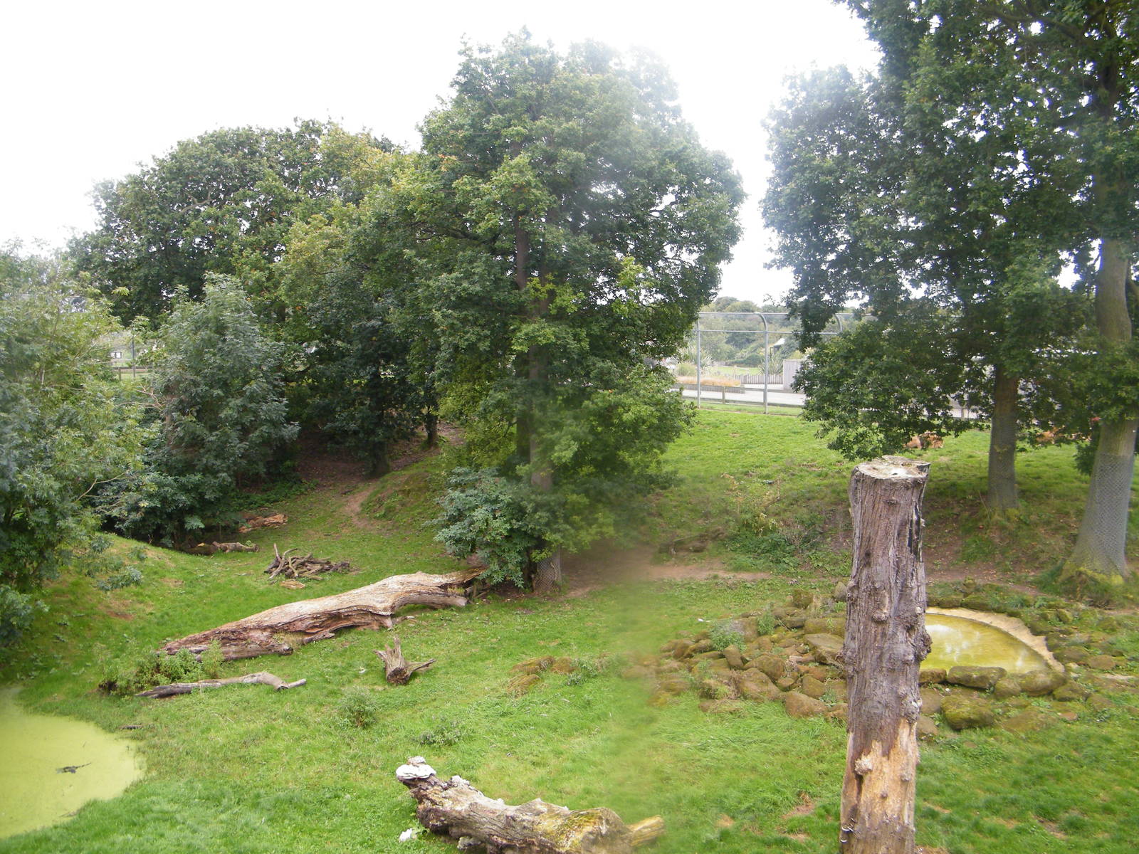 lion enclosure