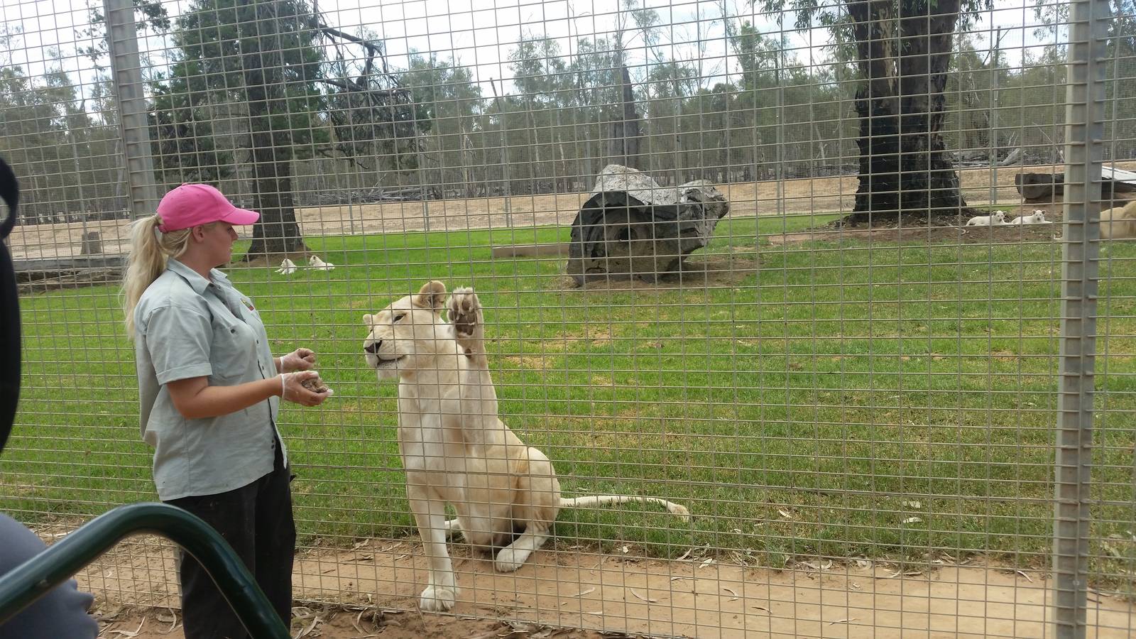 Lion enclosure